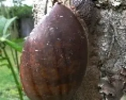 Caracol