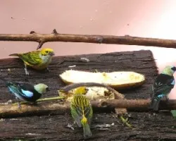 Tenemos hambre pero no peleamos.