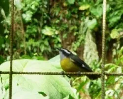 Coereba flaveola