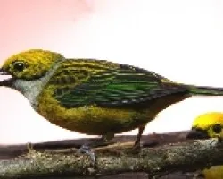 Silver-throated tanager.