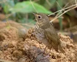 Pajarito nostálgico.