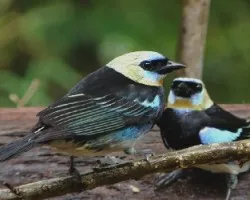 Dos tangara larvata.