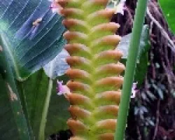 Heliconia o platanilla.