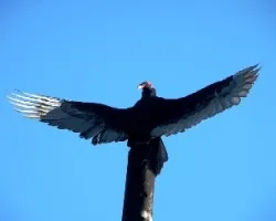 Su majestad el Z.