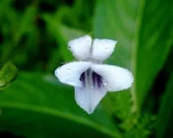 Una flor en el cerro El Paraguas.