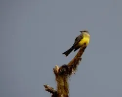 Camino al cerro un pájaro.