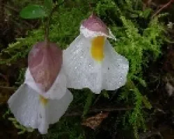 Rareza de orquidea.