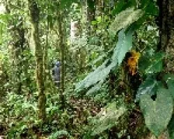 El bosque del cerro.