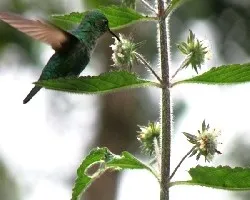 Colibrí en el cerro.