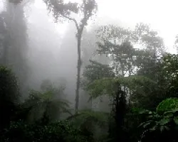 Bruma en el cerro.