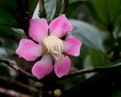 Flor del copey.
