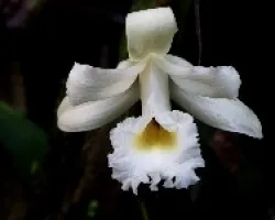 Orquidea.Flor de un día.