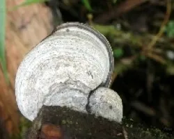 Un hongo en el cerro