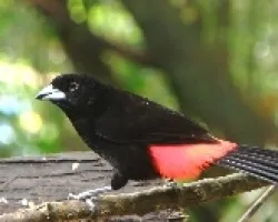 Cherrie's tanager.