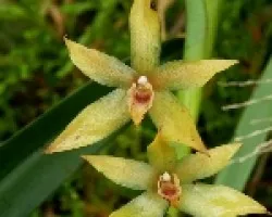 Orquidea maxilaria.