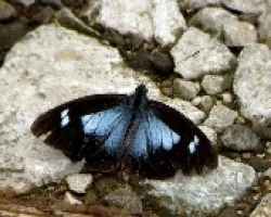 Ocaso de una mariposa.