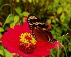 San Rafael co mariposa.