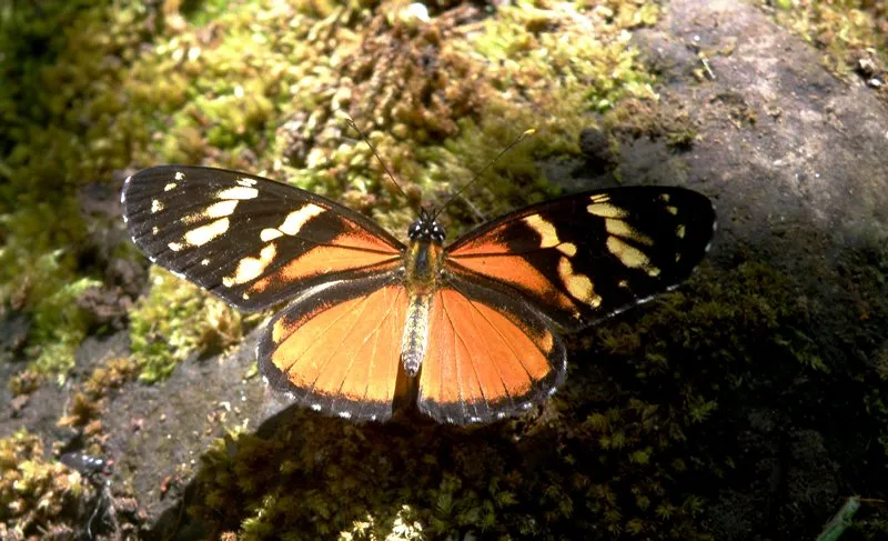 Foto