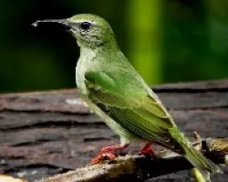Cyanerpes cyaneus