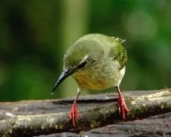 Cyanerpes cyaneus