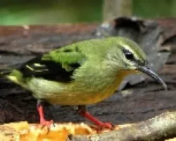Cyanerpes cyaneus macho juvenil