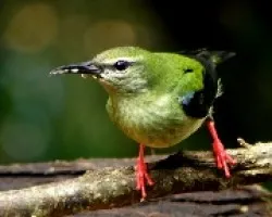Cyanerpes cyaneus macho juvenil