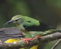 Cyanerpes cyaneus macho juvenil