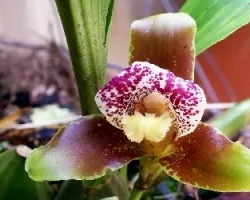 Orquidea . Lycaste.