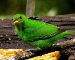 Chlorophanes spiza