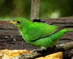 Chlorophanes spiza