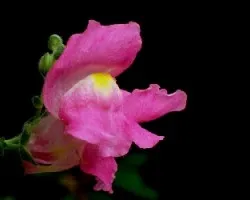 Flor fucsia.