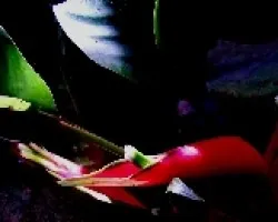 Heliconia.