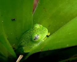 Hábitat de la rana:La bromeliácea
