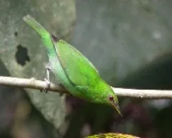 Verde como un árbol de navidad.