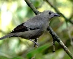 Thraupis palmarum.