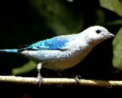 Viuda celeste.