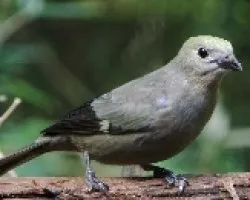 Viuda gris.