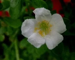 Flor arrugada.