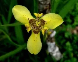 Angel amarillo.