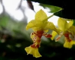 Orquidea.