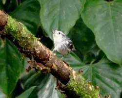 Black and White Warbler hembra