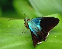 Mariposa.Hesperiidae.