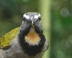 Saltador maximus.