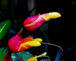 Flor de chompipe.