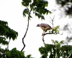 Buteo magnirostris