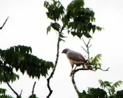 Buteo magnirostris