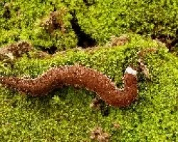Peripatus