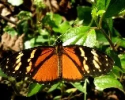 Mariposa.Eresia eutropia 1