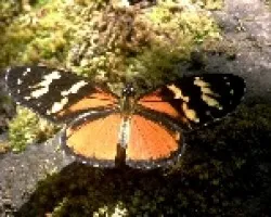 Mariposa.Eresia eutropia  2