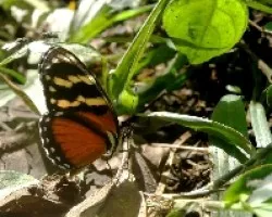 Mariposa.Eresia eutropia   3
